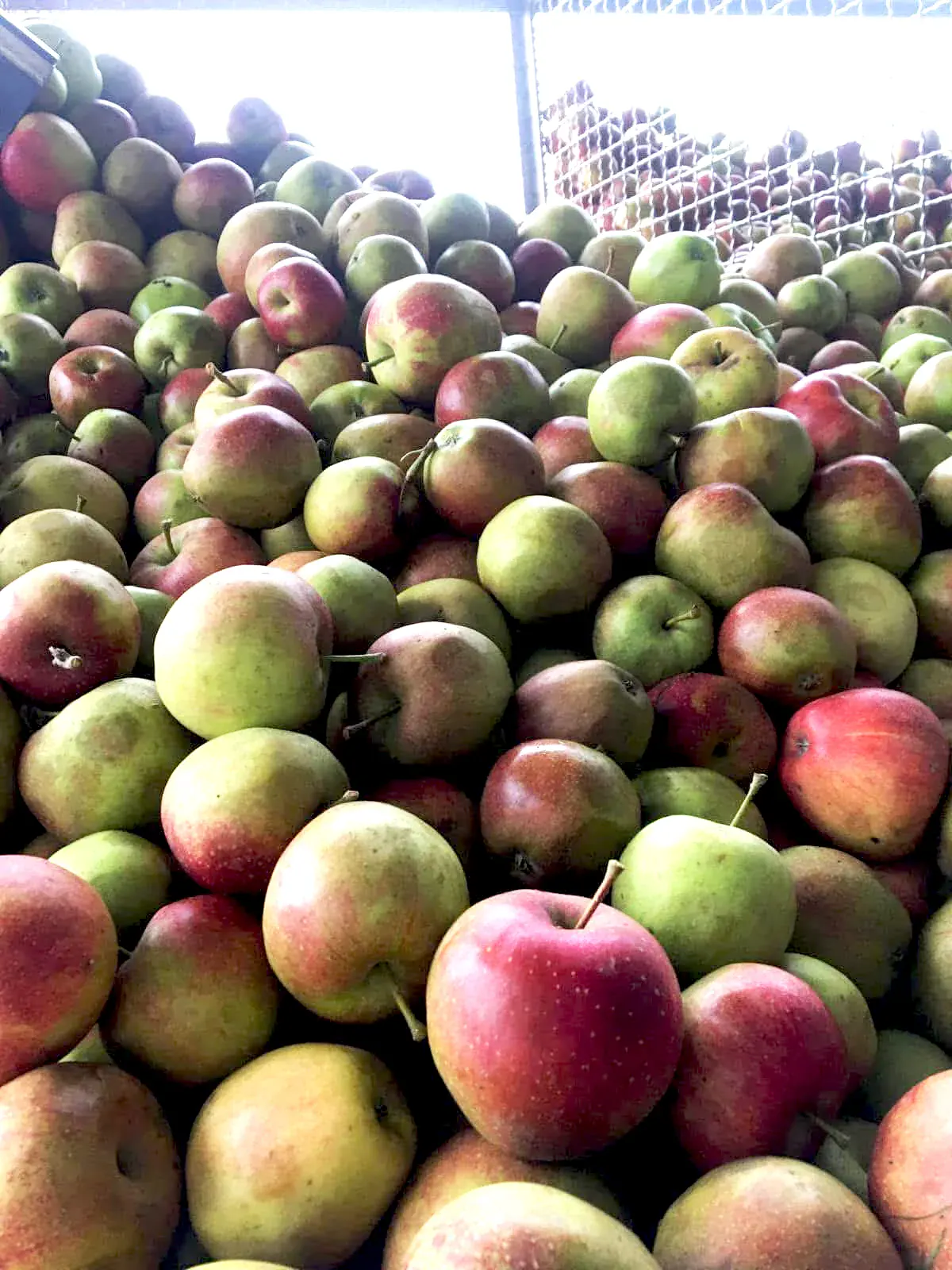 Frische Äpfel im Apfelsilo